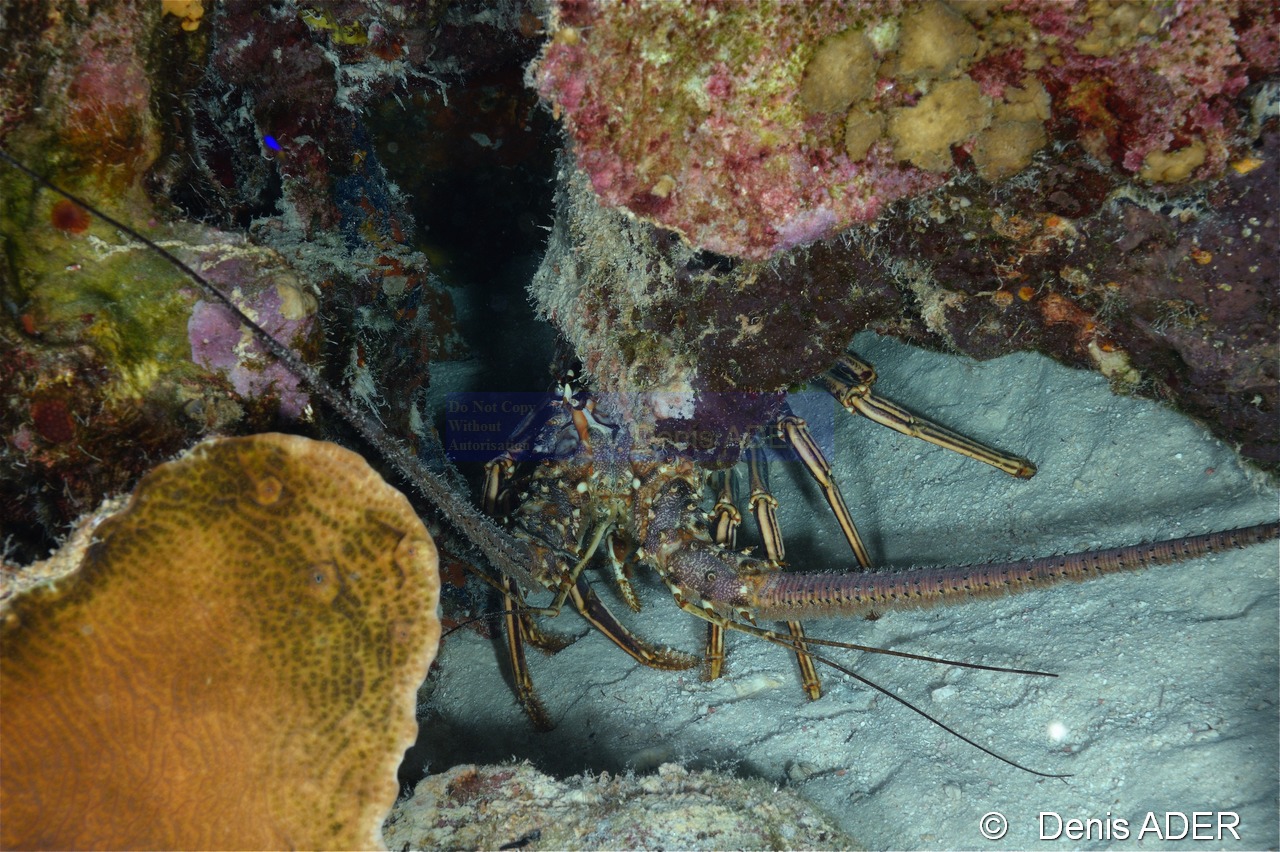 Panulirus-argus Langouste royale-Bonaire Nearest point-9m-20180221-Denis-ADER-DSC_7334_tn.jpg